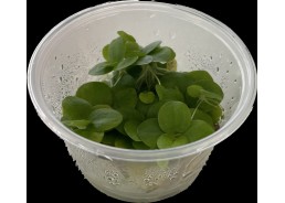 Limnobium lavaegatum - Cup...