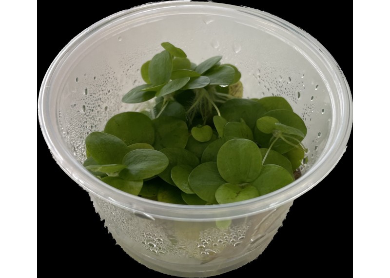 Limnobium lavaegatum - Cup in Vitro