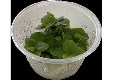 Limnobium lavaegatum - Cup in Vitro