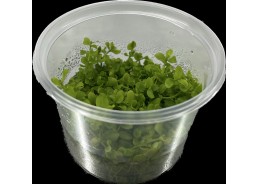 Micrantemum monte carlo -...