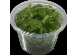 Nymphoides hydrophylla...