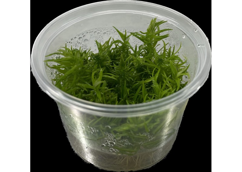 Pogostemon erectus - Cup in Vitro