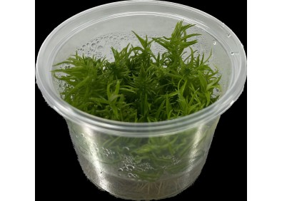 Pogostemon erectus - Cup in Vitro