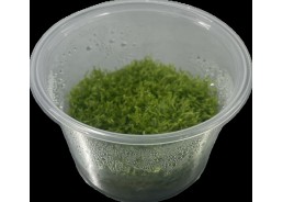 Riccia fluitans - Cup in Vitro