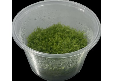 Riccia fluitans - Cup in Vitro