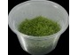 Riccia fluitans - Cup in Vitro