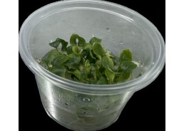 Schismattoglottis prietoi -...