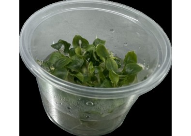 Schismattoglottis prietoi - Cup in Vitro