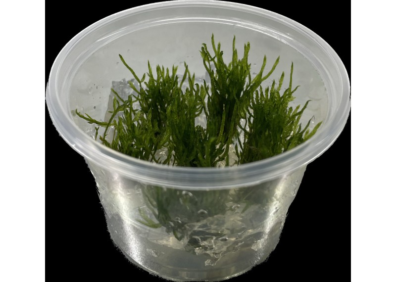 Taxiphyllum 'Spiky' mos - Cup in Vitro