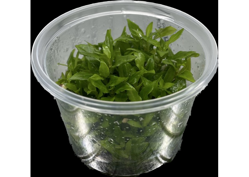 Staurogyne repens- Cup in Vitro