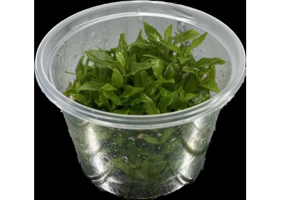 Staurogyne repens- Cup in Vitro