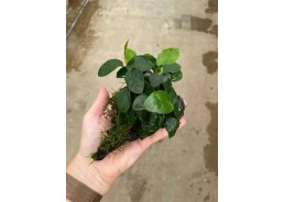 Plante sur racine (super...