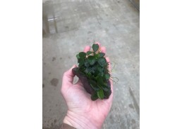 Anubias sur pierre de lave