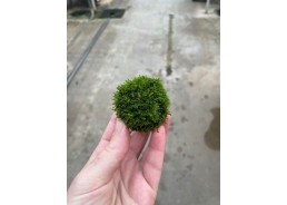 Mousse de java sur pierre...