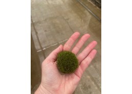 Mousse de java sur pierre...