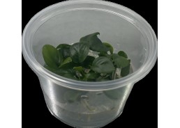 Anubias nangi - Cup in Vitro