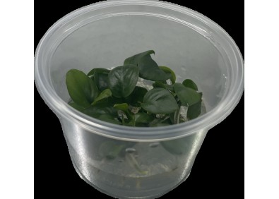 Anubias nangi - Cup in Vitro