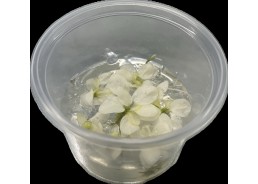 Anubias snow white(limited...