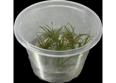 Eriocaulon vietnam - Cup in Vitro