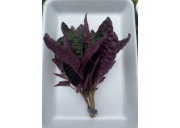 Hemiographis colorata -...