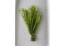 Mayaca fluviatilis - Bouquet