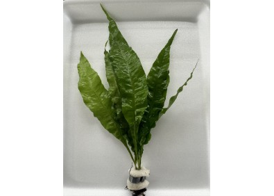 Microsorum pteropus - Bouquet