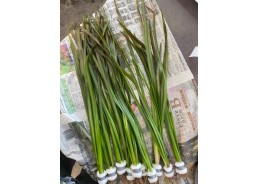 Vallisneria spiralis rouge...