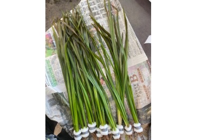 Vallisneria spiralis rouge - Bouquet