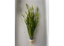 Vallisneria torta - Bouquet