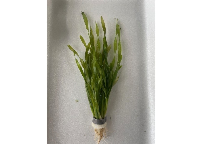 Vallisneria torta - Bouquet