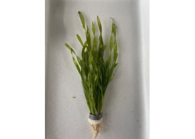 Vallisneria torta - Bouquet