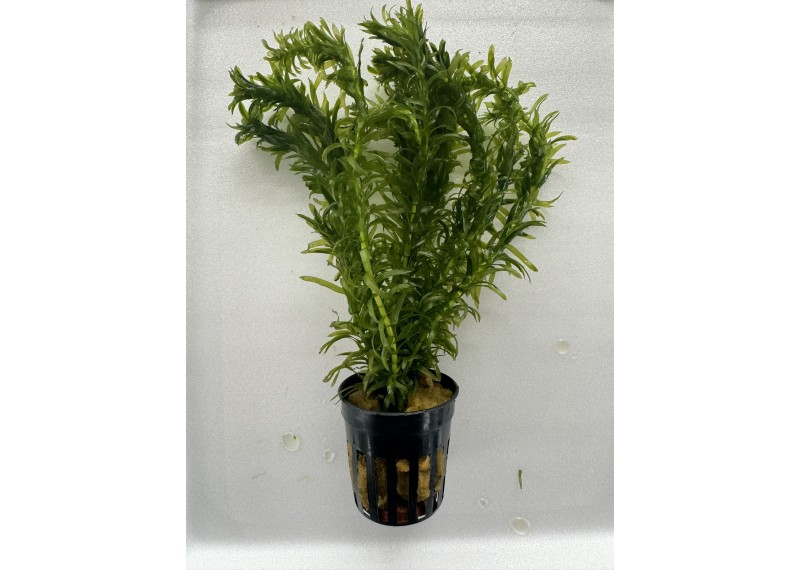 Elodea densa - Pot de 5cm