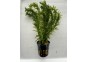 Elodea densa - Pot de 5cm