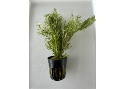 Hygrophila difformis - Pot...