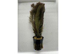 Myriophyllum tuberculatum...