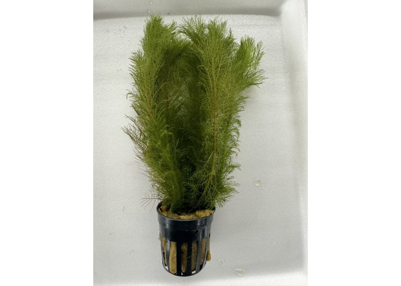 Myriophyllum pinnatum (green) - Pot de 5cm