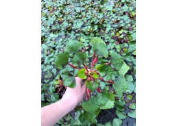 Trapa natans - Plantes...