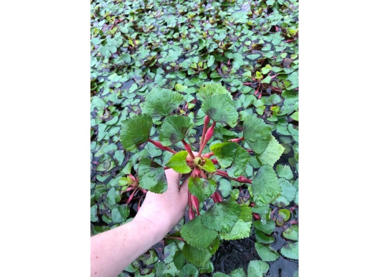 Trapa natans - Plantes flottantes