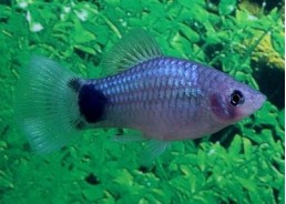 Platy mickey bleu