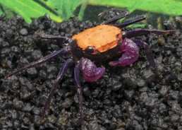 Crabe vampire tangerine (mâle)