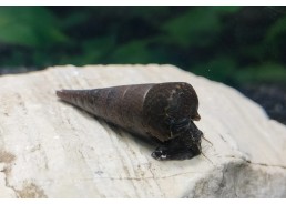 Escargot roche black devil