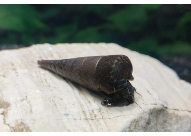 Escargot roche black devil