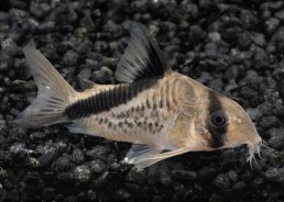 Corydoras melini