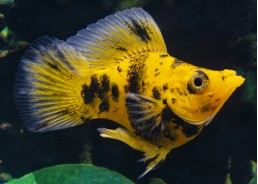 Molly ballon orange dalmatien