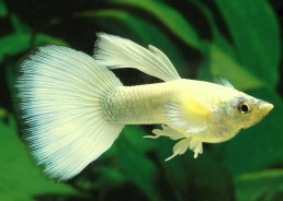 Guppy mâle select éléphant...