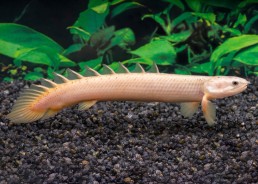 Polypterus senegalus