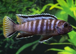 Chindongo elongatus