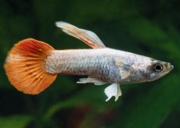 Guppy mâle select platinum...