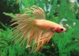Betta crowntail mâle jaune