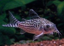 Corydoras agassizi